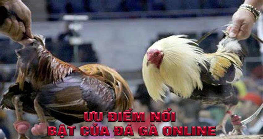 Ưu Điểm Nổi Bật Của Đá Gà Online