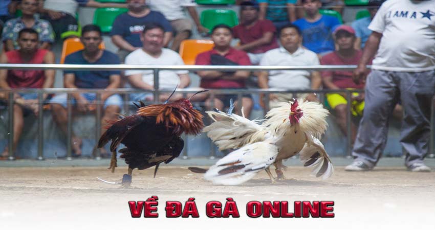 Về Đá Gà Online